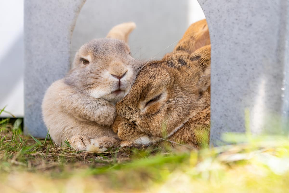 Two rabbits resting side by side outdoors.