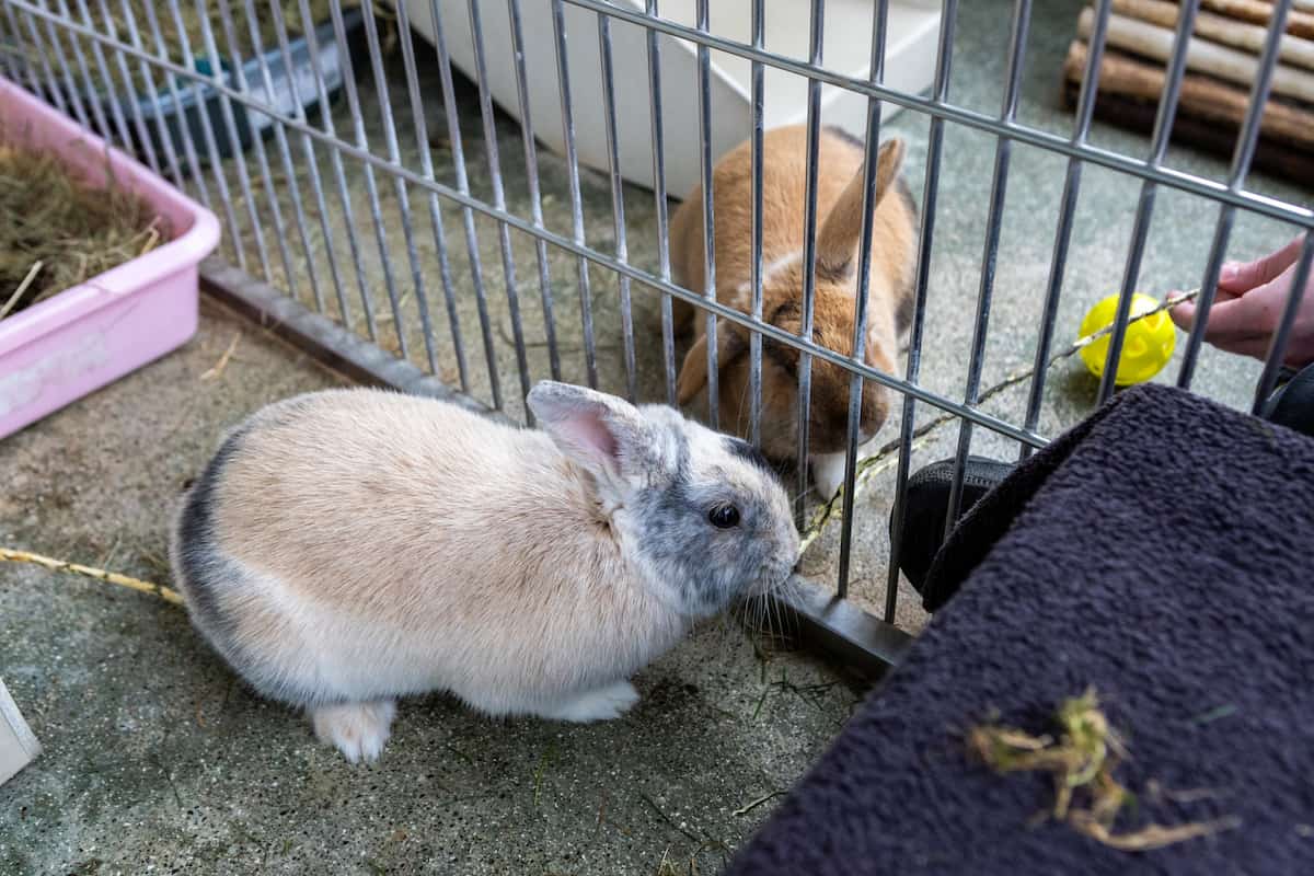Two rabbits meeting through a barrier during a careful introduction.