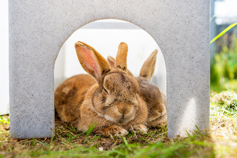 Two small rabbits rest together inside a grey arched shelter on grass.