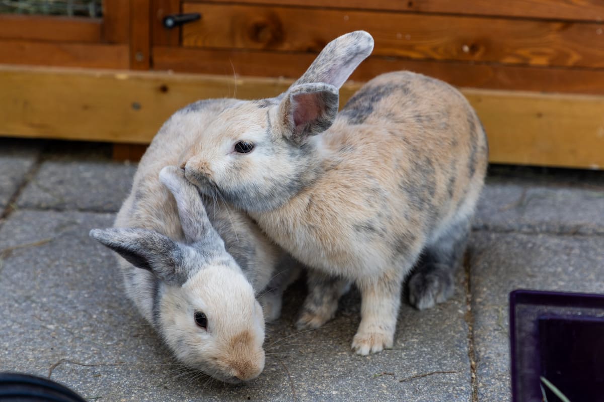 One rabbit mounting another rabbit from behind.