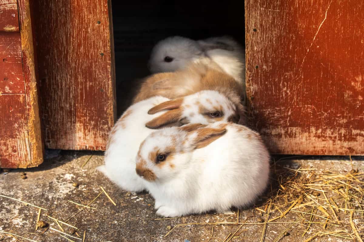 Two young rabbits resting together outside a wooden shelter.