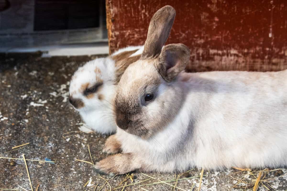 An adult rabbit and two young rabbits resting together outside a wooden shelter.