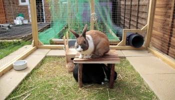 rabbit sitting on a platform with a rabbit underneath