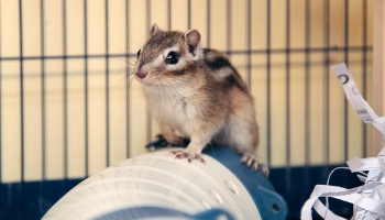 chipmunk inside animal cage