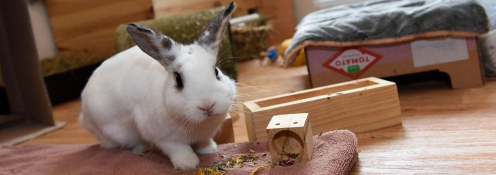 male agouti rabbit inside a rabbit designed area in new house © RSPCA