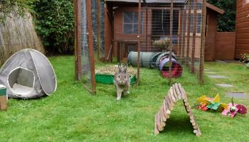 male agouti rabbit in garden with toys