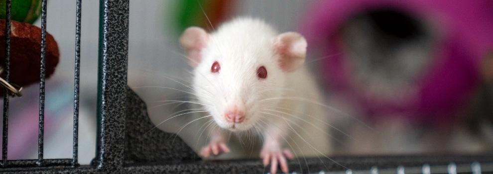 female domestic top-eared rat in an enriched cage