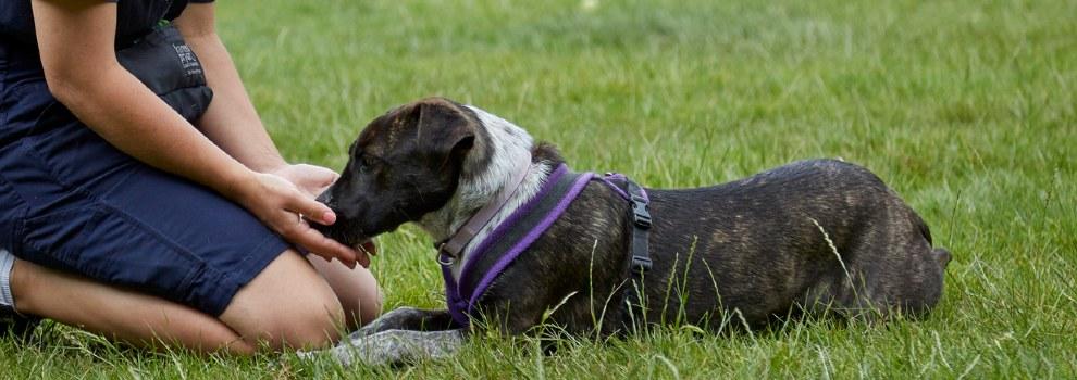 a crossbreed dog being given a treat after an instruction to lie-down