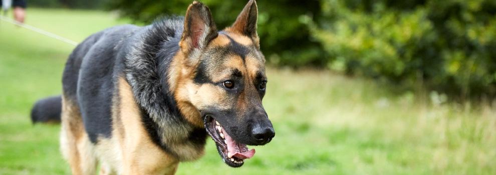 german shepherd walking on a lead in the countryside