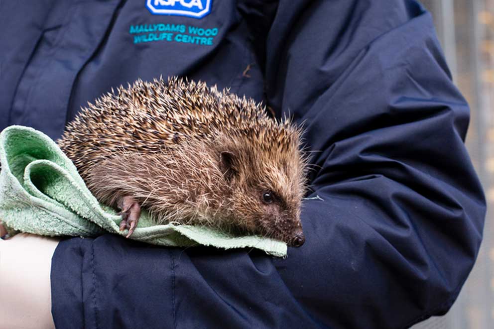 A rescued hedgehog resting on a towel in the arms of an RSPCA inspector.