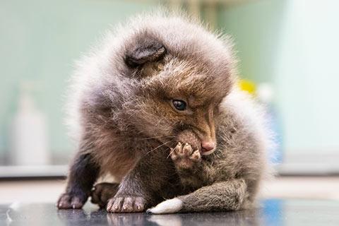 Fox cub licking their paw.