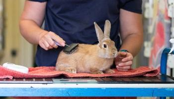 golden rabbit being groomed