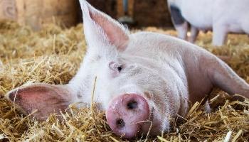 pig lying down in indoor pigsty