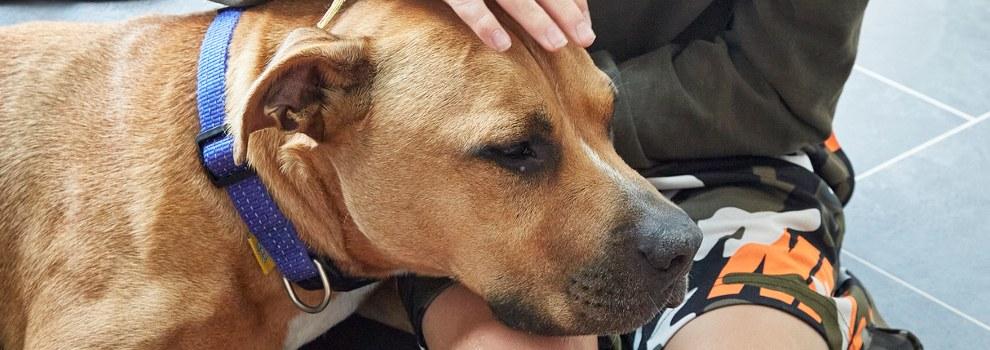 staffordshire bull terrier resting head on boys knees