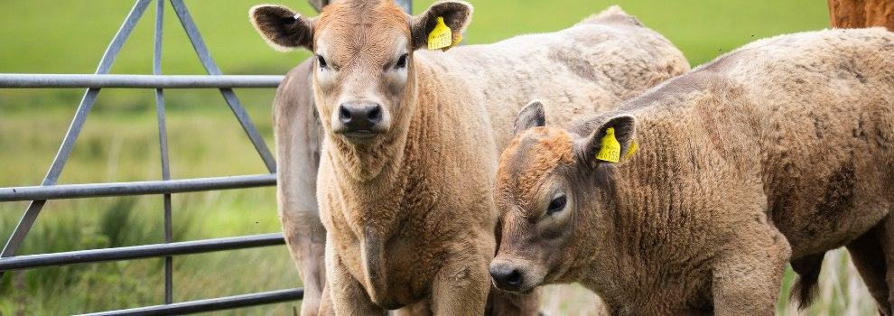 two cows standing next to a gate in a field