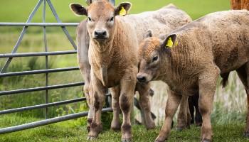 Two cows standing next to a gate in a field