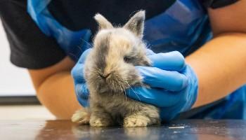 vet examining a rabbit