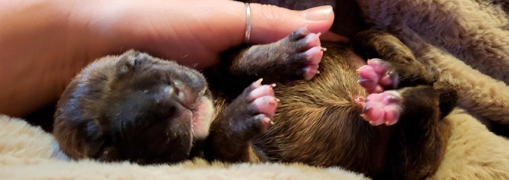 bull terrier puppy lying next to human hand