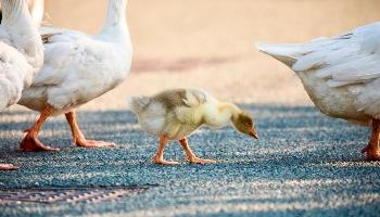 Three geese and a gosling walking on road