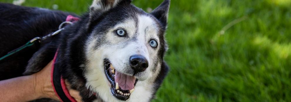 husky dog outside with owner