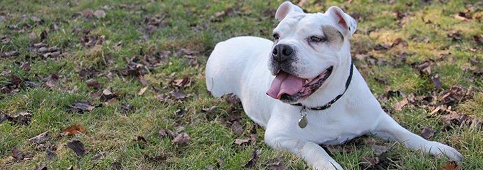 White bulldog sitting in a park