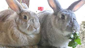 A pair of rabbits sitting together with the one on the right eating a leaf.