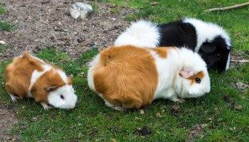Three guinea pigs