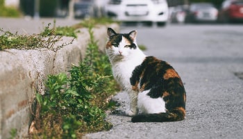 Calico cat in the street looking towards the camera