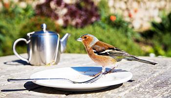 Wild bird on a coffee table outside