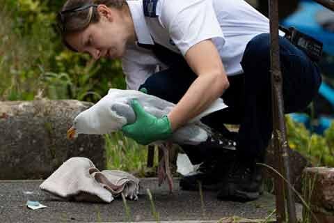 An RSPCA inspector rescuing an injured herring gull wrapping a blanket around the bird.