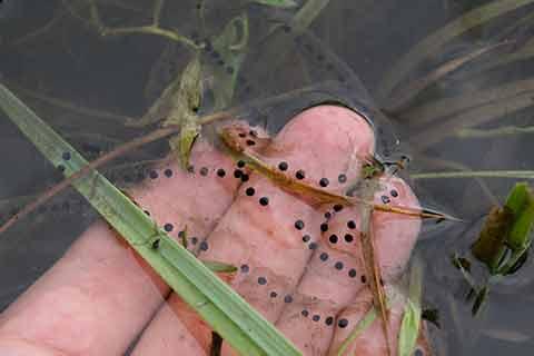 Natterjack toads lay their eggs in long, single rows