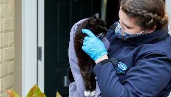 Cat rescued by RSPCA