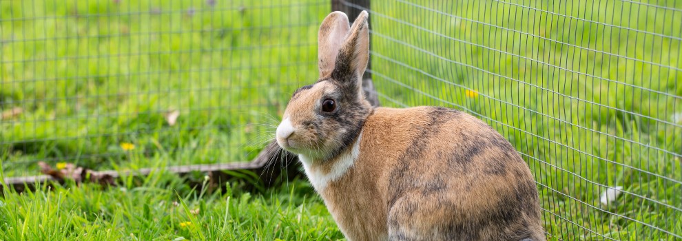 Tonic immobility rabbits © RSPCA