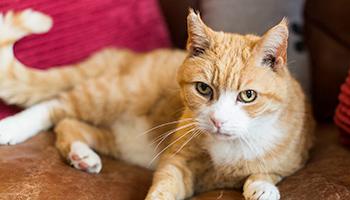 Ginger cat sitting on a sofa