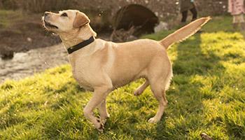 Labrador playing in a field