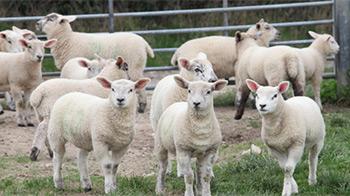 Group of sheep in a field