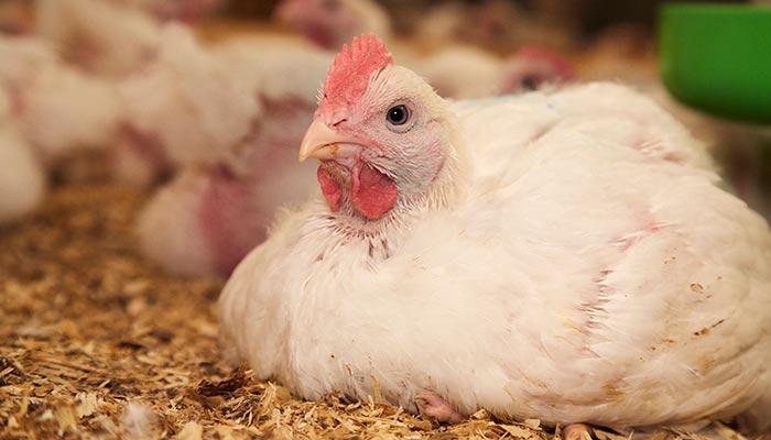 close up of white broiler chicken sitting on straw