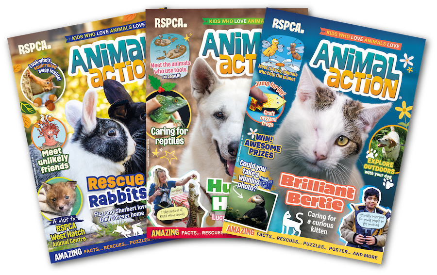 Fun Animal Activities | Learning for Kids - Education - rspca.org.uk