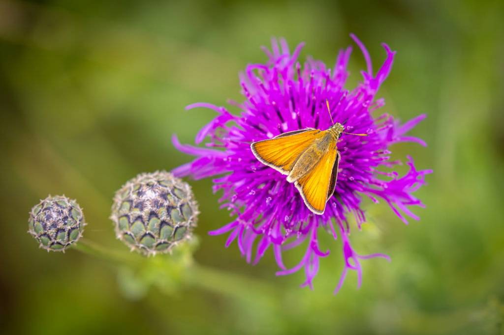 An orange moth on a purple flower