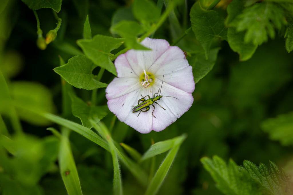 A green beetle on a white flower