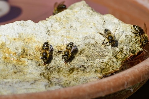 Multiple bees drinking from wet rockery in a bird bath. 
