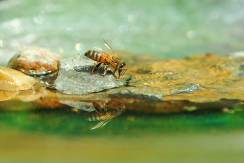 A singular bee perched on a rock drinking water. 