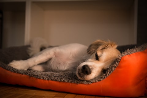 A brown and white dog resting on a soft bed.
