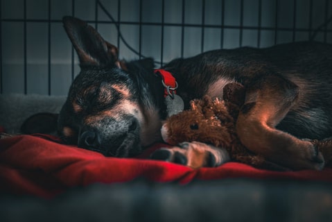 A black and tan dog resting on a soft bed with a toy.