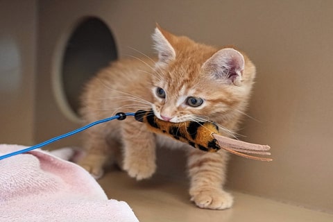 A small tabby kitten holds a tiger-striped toy in its mouth.