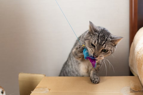 A cat using its mouth to catch a wand toy.