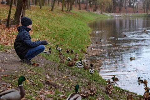 A child perched on the ground feeding ducks in a pond surrounded by woodland. 