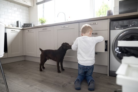 A young child opening a kitchen draw alongside a black dog.