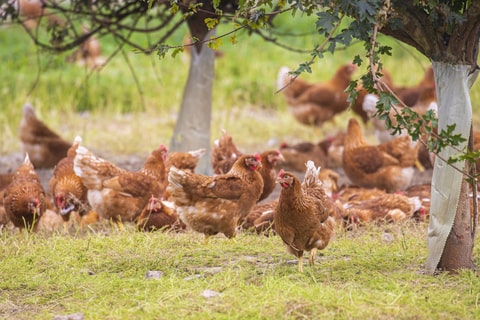 A group of free range chickens in a grassy field with trees. 