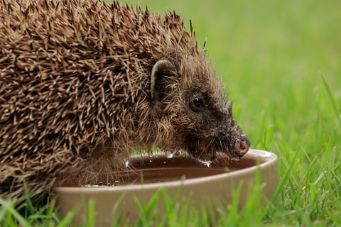 A hedgehog drinking out of a shallow brown bowl on grass. 